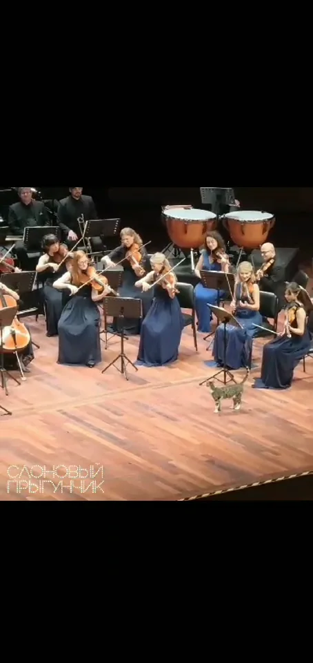 Кадр из видео: Кот на симфоническом концерте