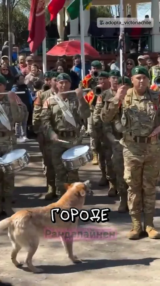 Кадр из видео: Собака на параде в Чили