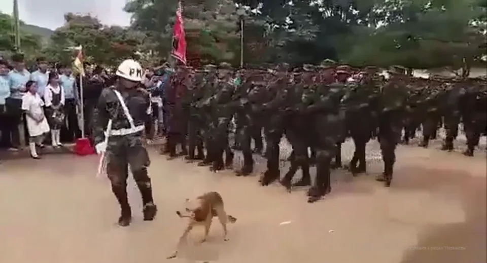 Кадр из видео: Собака в строю